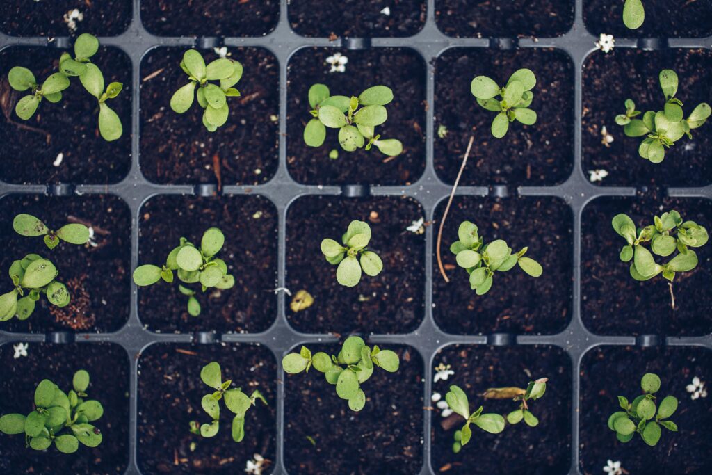 Rows of spring garden plant starters.